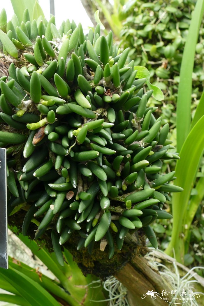 癣状石斛Dendrobium lichenastrum