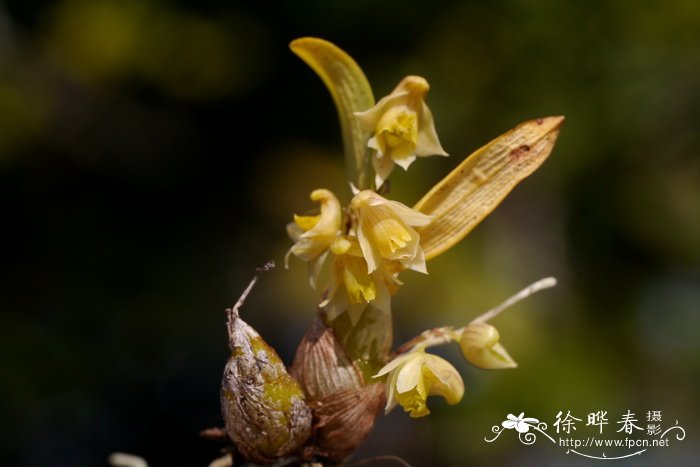勐海石斛Dendrobium sinominutiflorum
