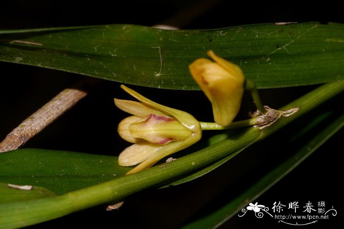 竹枝石斛Dendrobium salaccense