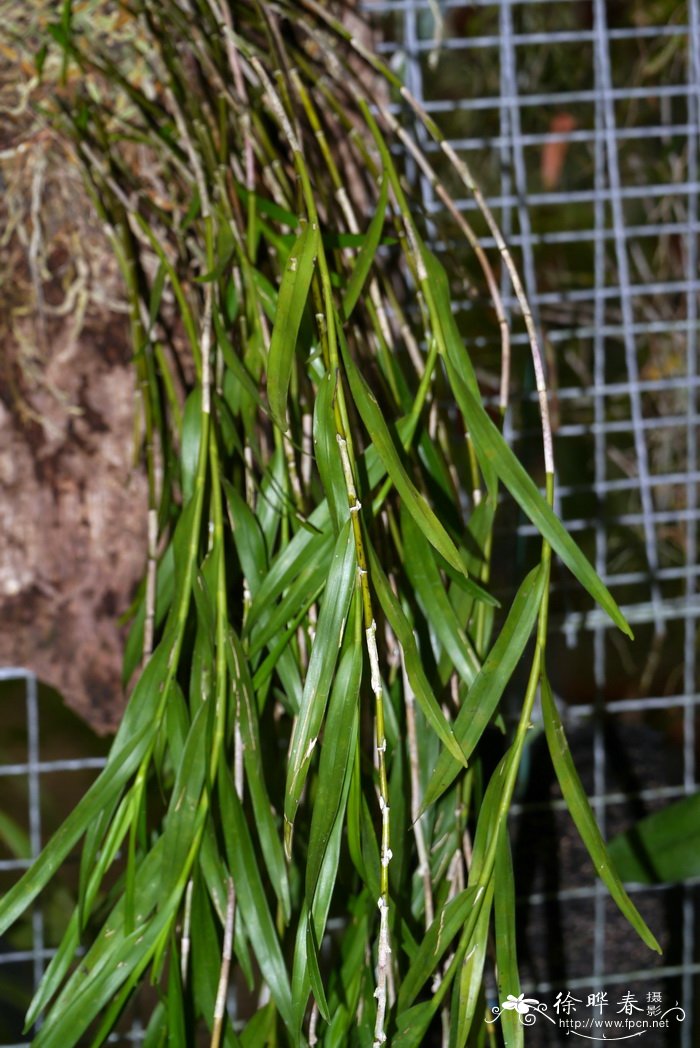 竹枝石斛Dendrobium salaccense