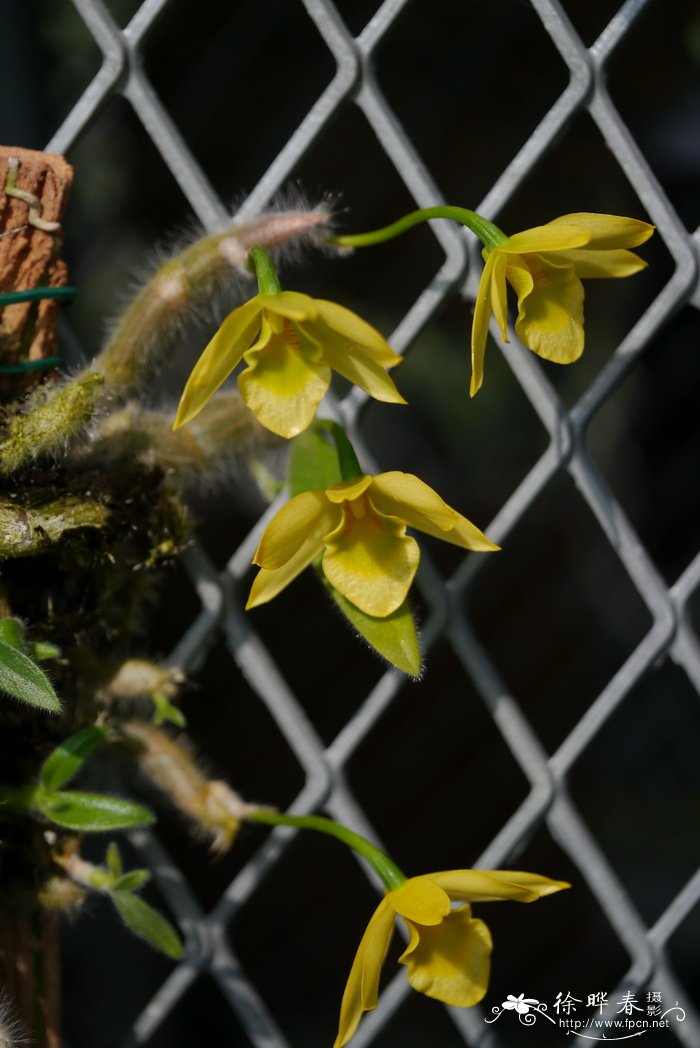 绒毛石斛兰Dendrobium senile