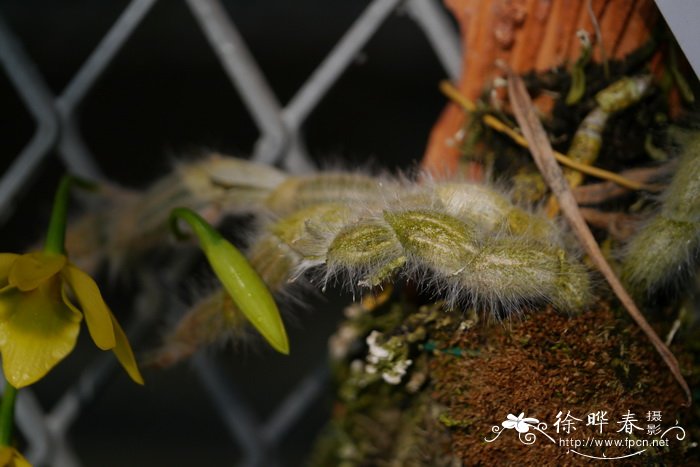 绒毛石斛兰Dendrobium senile