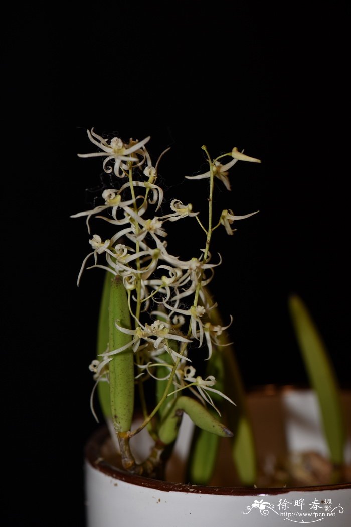 棒叶石斛Dendrobium wassellii