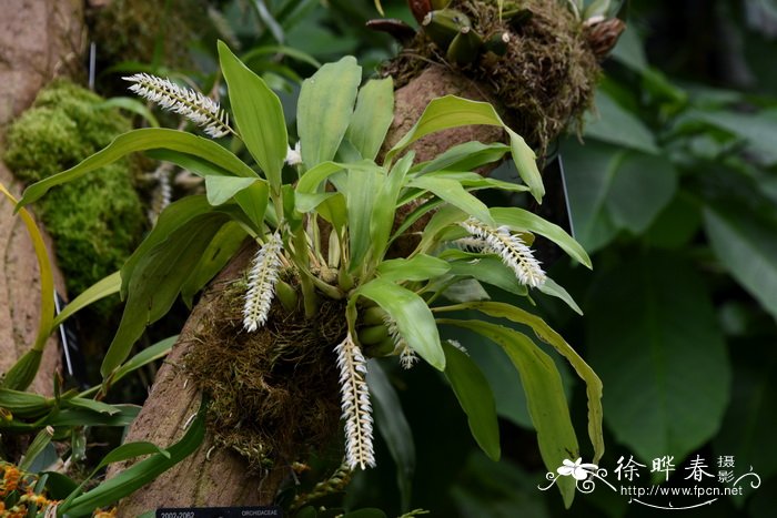 颖状足柱兰 Dendrochilum glumaceum