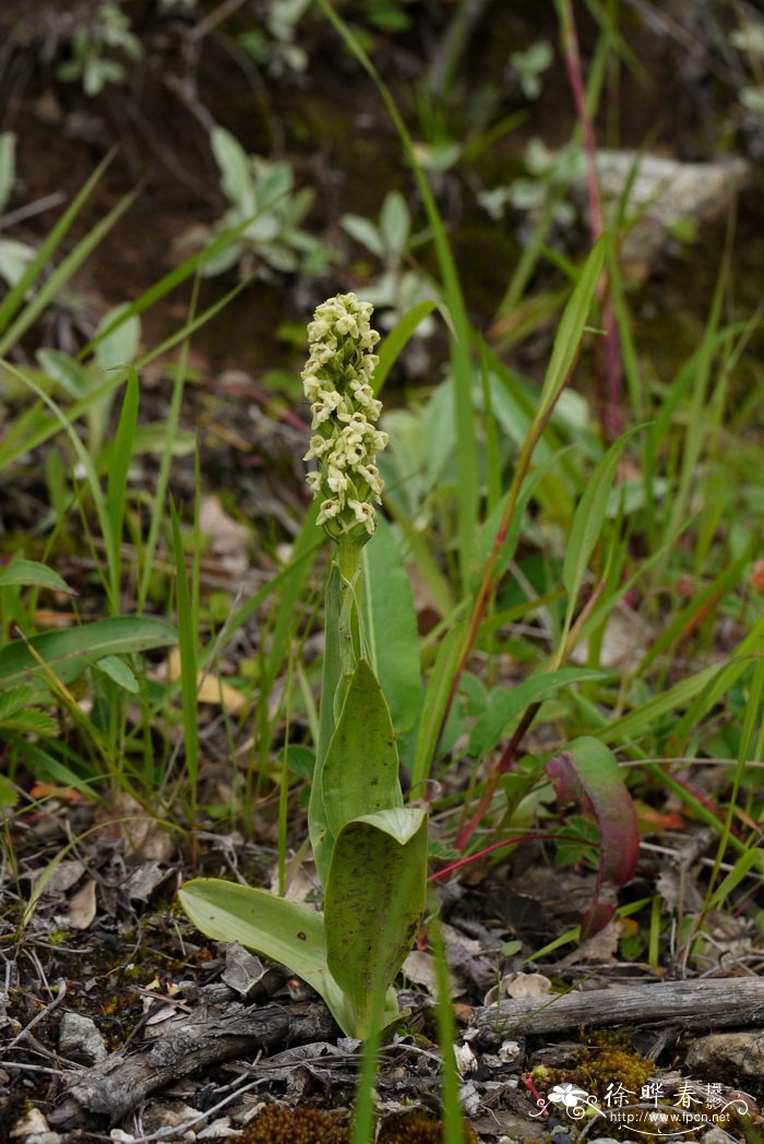 短距手参Gymnadenia crassinervis