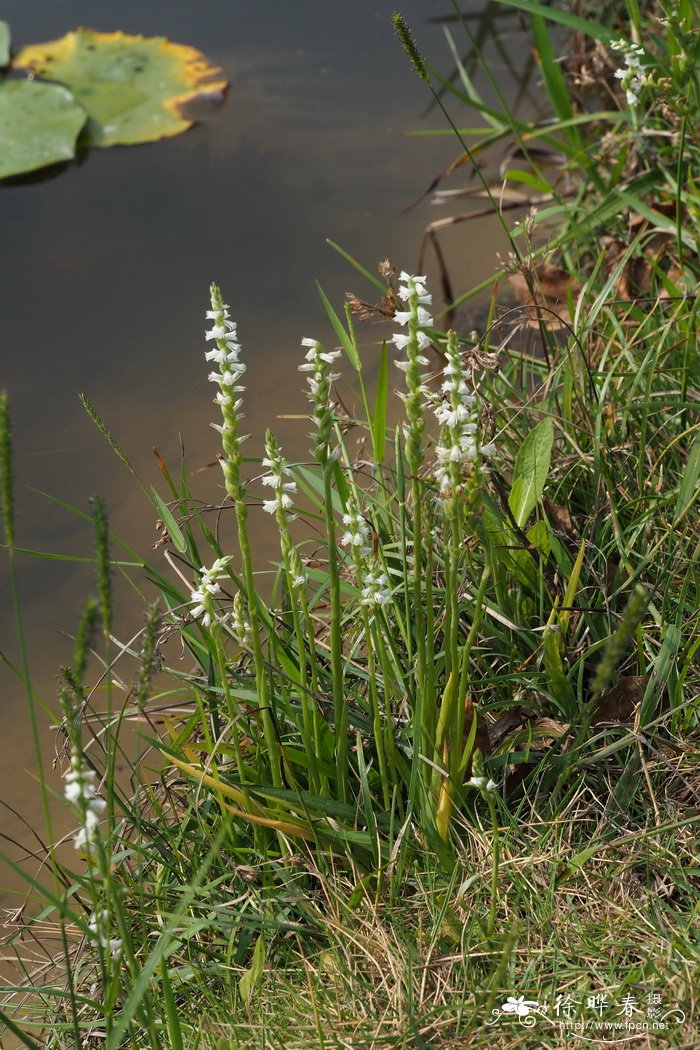 香港绶草Spiranthes hongkongensis