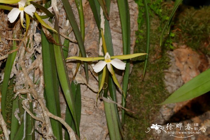 Epidendrum parkinsonianum