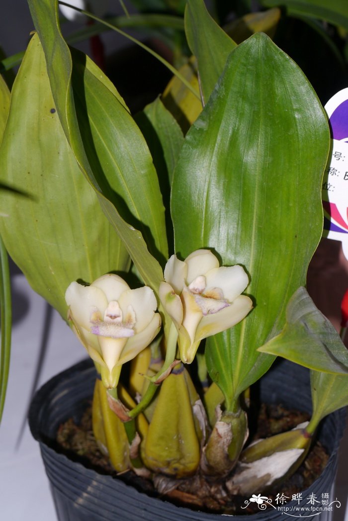 比佛兰 Bifrenaria harrisoniae