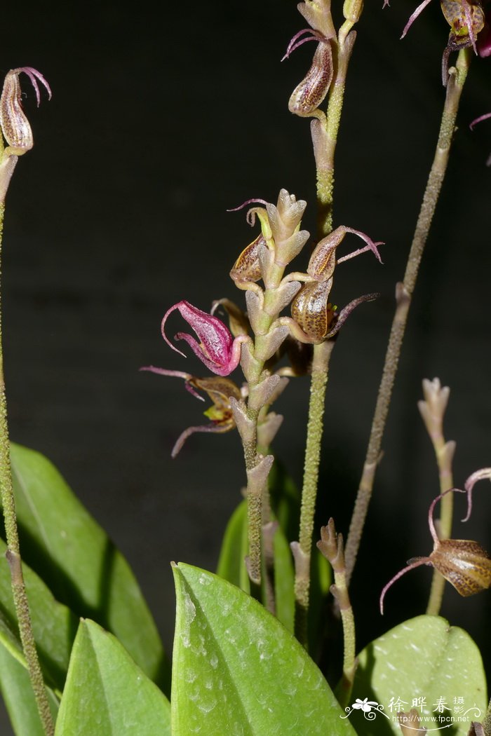 Scaphosepalum ophidion