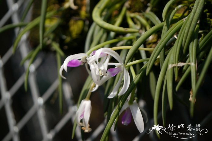 香钗兰Leptotes bicolor