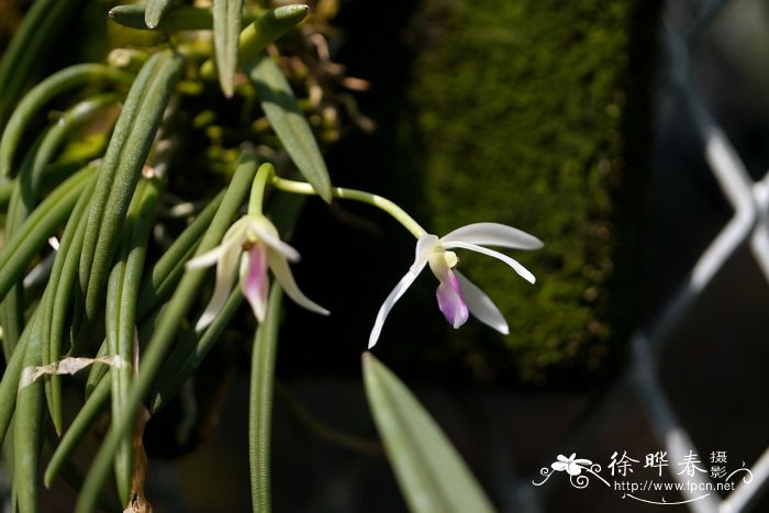 香钗兰Leptotes bicolor