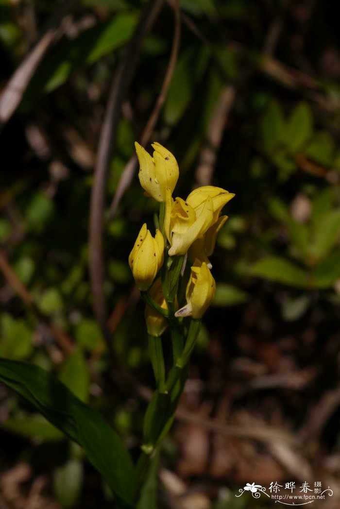 金兰Cephalanthera falcata