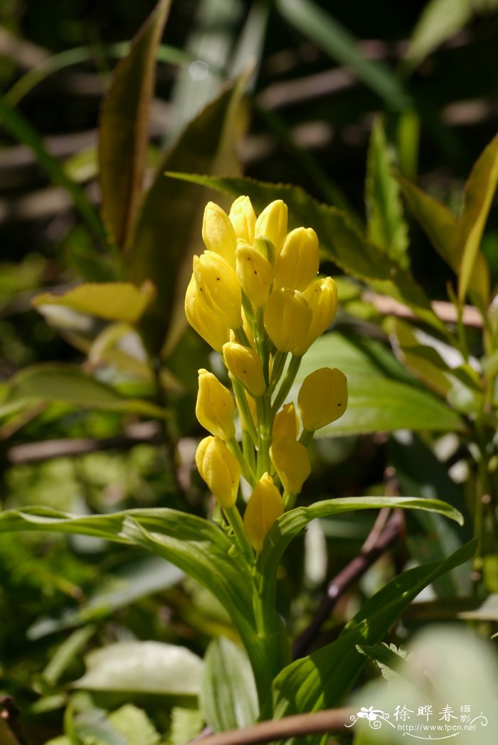 金佛山兰Cephalanthera nanchuanica