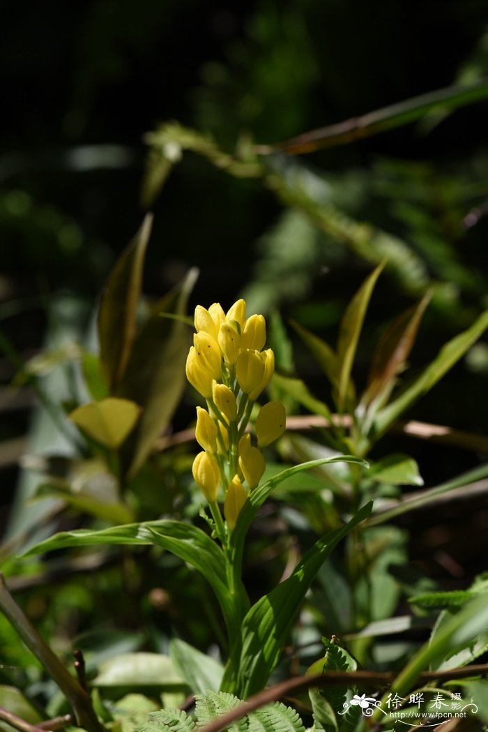 金佛山兰Cephalanthera nanchuanica