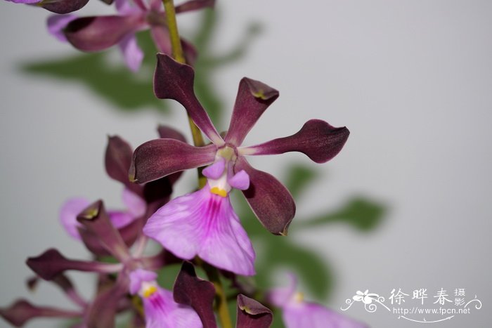 心花围柱兰Encyclia cordigera