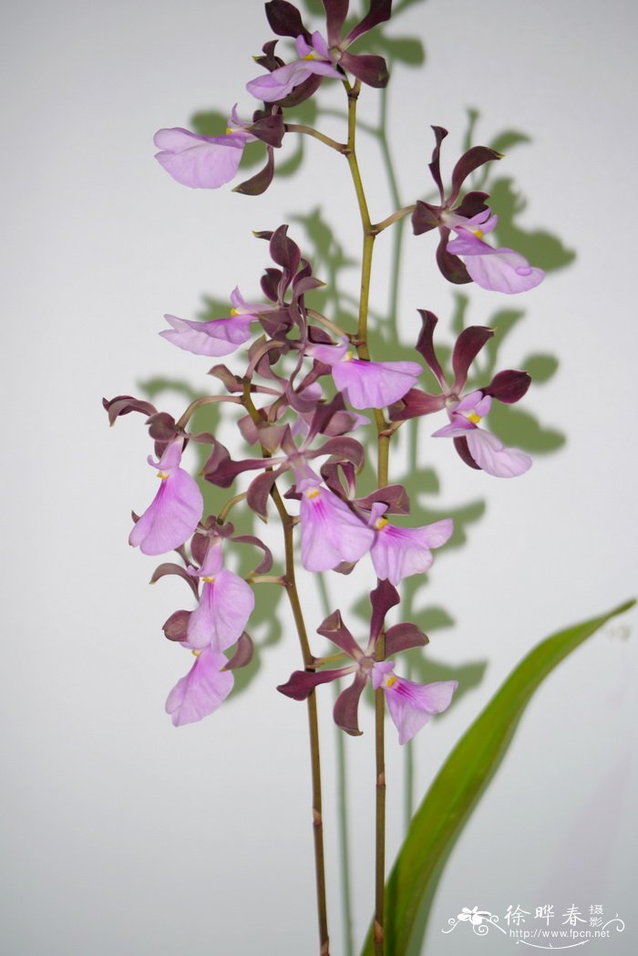 心花围柱兰Encyclia cordigera