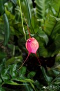 美丽尾萼兰Masdevallia amabilis