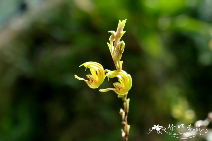 Scaphosepalum verrucosum