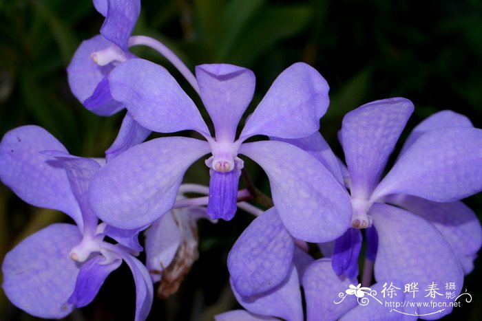 大花万代兰Vanda coerulea