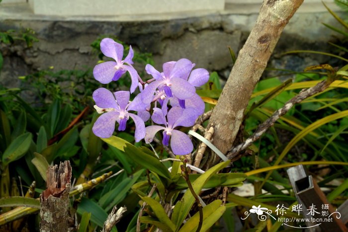 大花万代兰Vanda coerulea