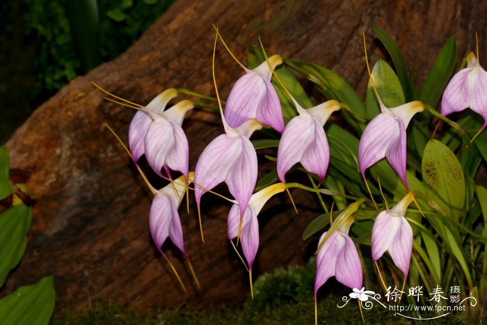 Masdevallia Bella Donna