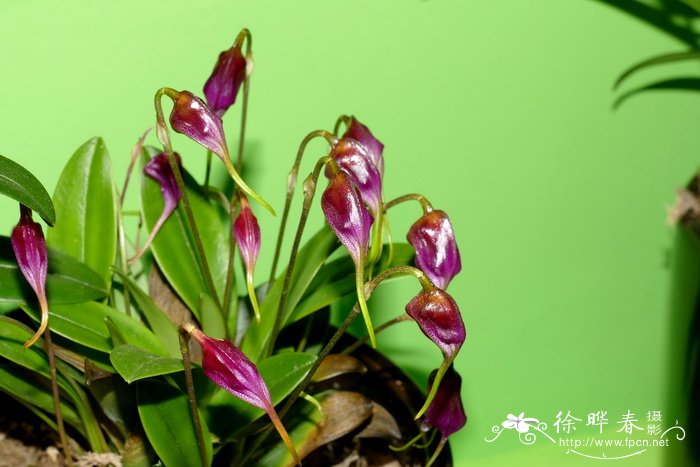 Masdevallia chaparensis