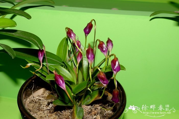 Masdevallia chaparensis