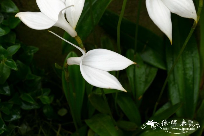 白花尾萼兰Masdevallia coccinea  var. alba