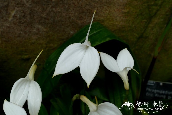 白花尾萼兰Masdevallia coccinea  var. alba