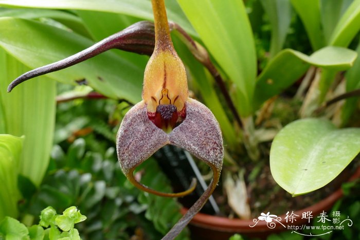 大花尾萼兰Masdevallia colossus 'Trechtin'