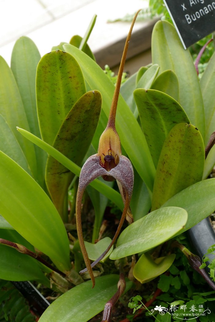 大花尾萼兰Masdevallia colossus 'Trechtin'