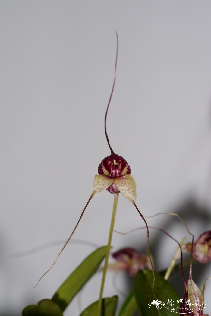 Masdevallia mendozae