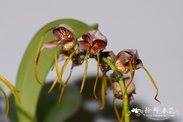 Masdevallia ova-avis