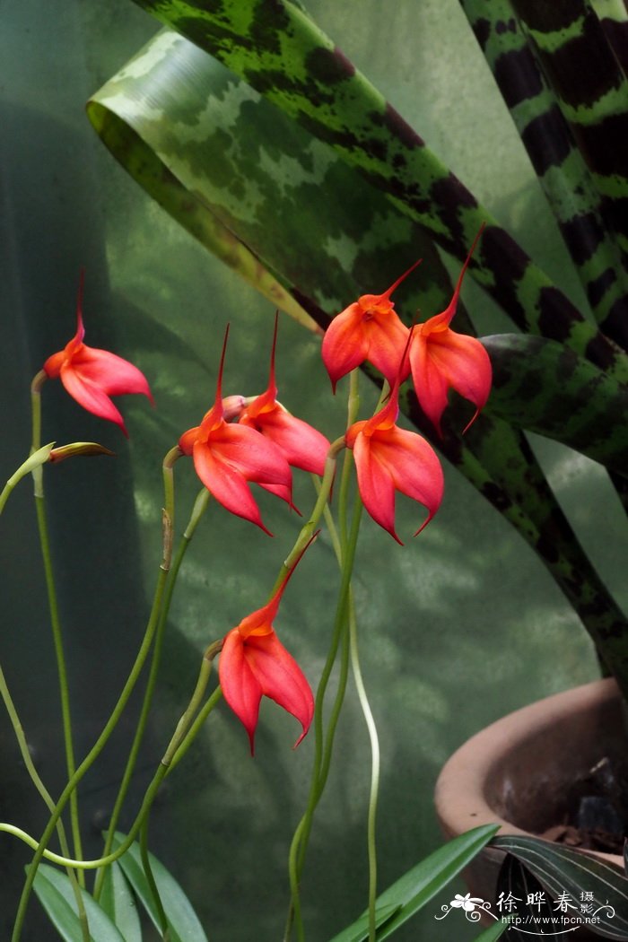 '帕特利瑟·希尔' 尾萼兰Masdevallia 'Patricia Hill'