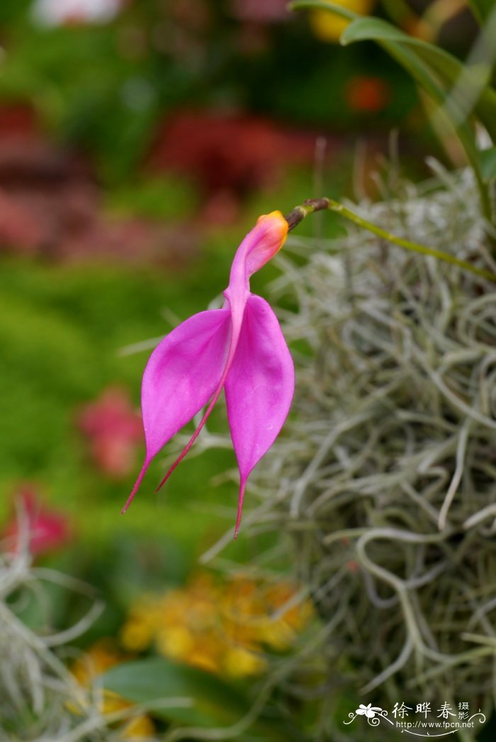 玫瑰三尖兰Masdevallia rosea