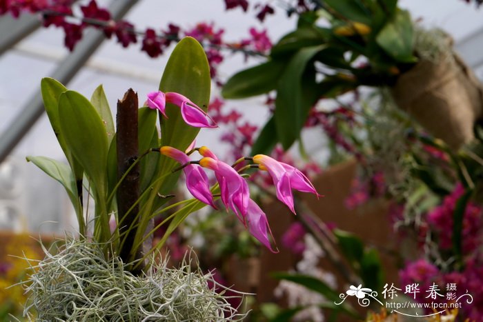 玫瑰三尖兰Masdevallia rosea