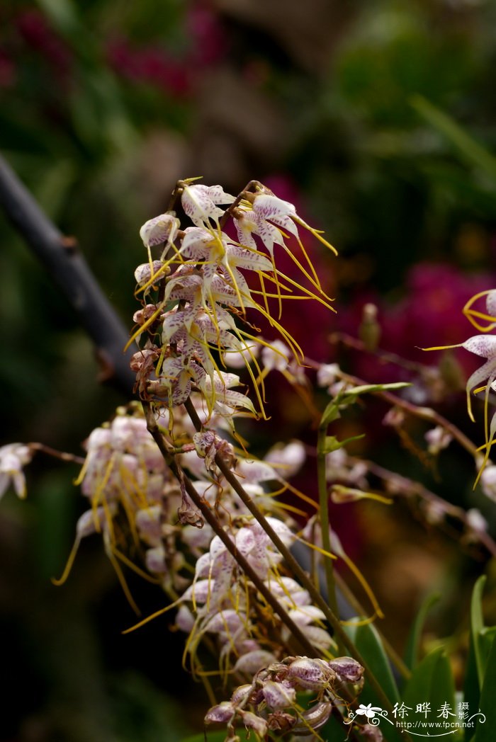 Masdevallia polysticta