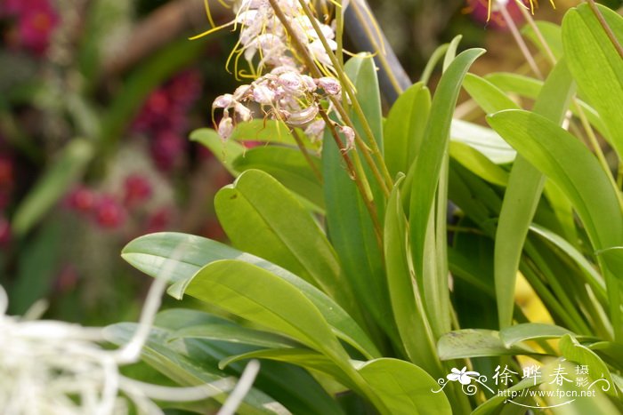 Masdevallia polysticta