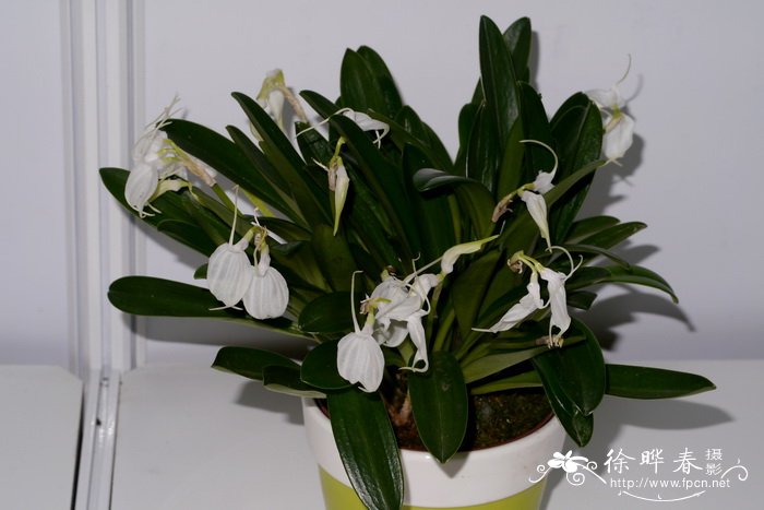 白花尾萼兰Masdevallia tovarensis