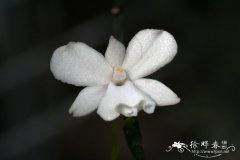 柠檬空船兰Aerangis citrata