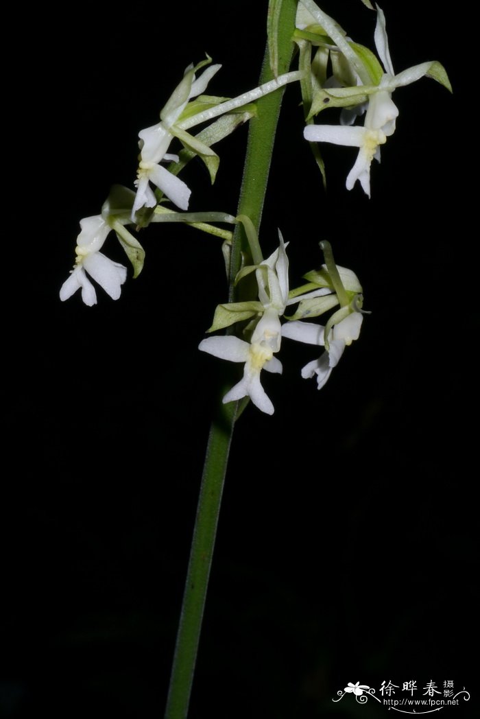 剑叶虾脊兰Calanthe davidii