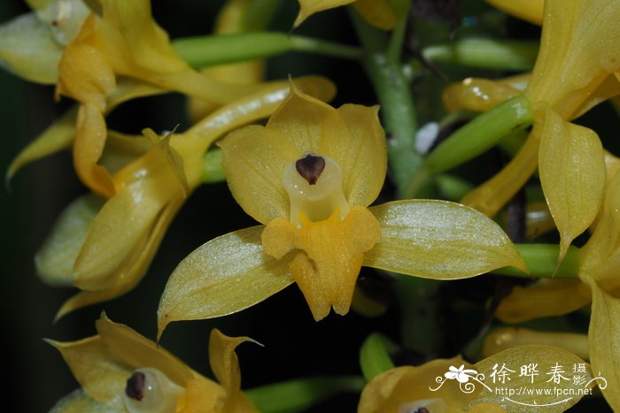 棒距虾脊兰Calanthe clavata