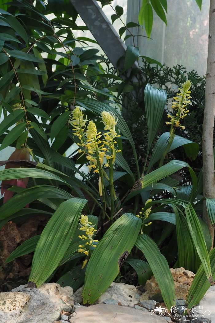 棒距虾脊兰Calanthe clavata