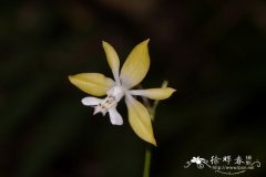 钩距虾脊兰 Calanthe graciliflora