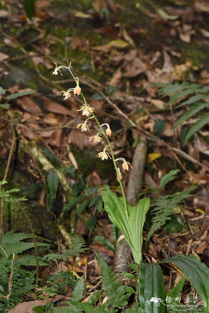 钩距虾脊兰 Calanthe graciliflora