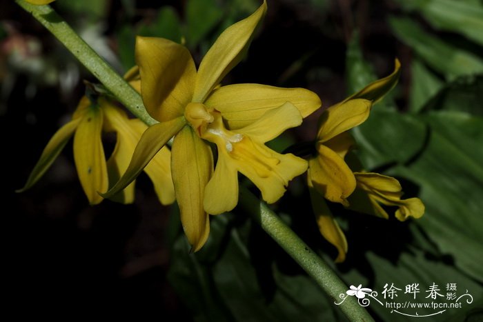 大黄花虾脊兰Calanthe striata var. sieboldii