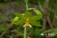 通麦虾脊兰Calanthe griffithii