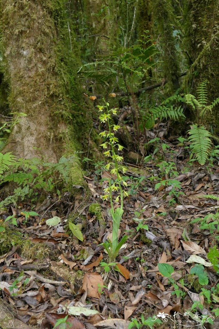 通麦虾脊兰Calanthe griffithii