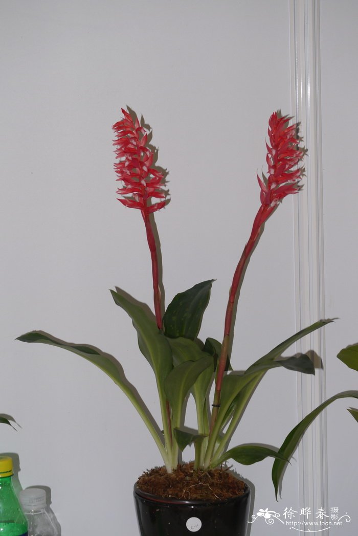 美丽狭喙兰Stenorrhynchos speciosum