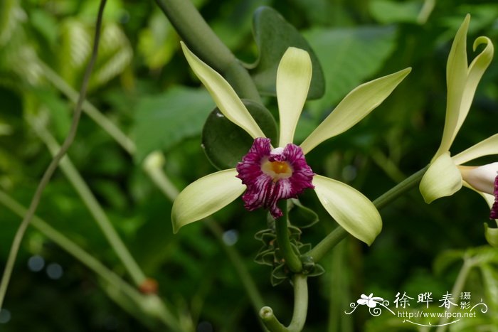 大王香荚兰Vanilla imperialis